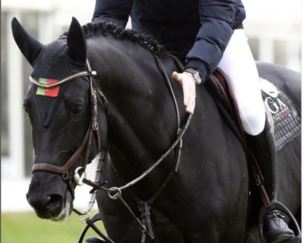 stallion D'Amerique van de Vlasrede Z (Zangersheide riding horse, 2013, from Diamant de Semilly)