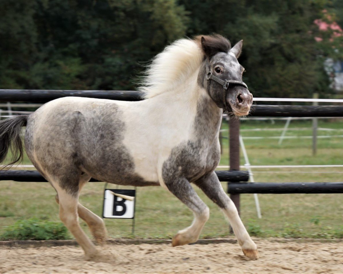 horse Vagabund 138 (Shetland Pony, 2008, from Valko vom Rosengarten)