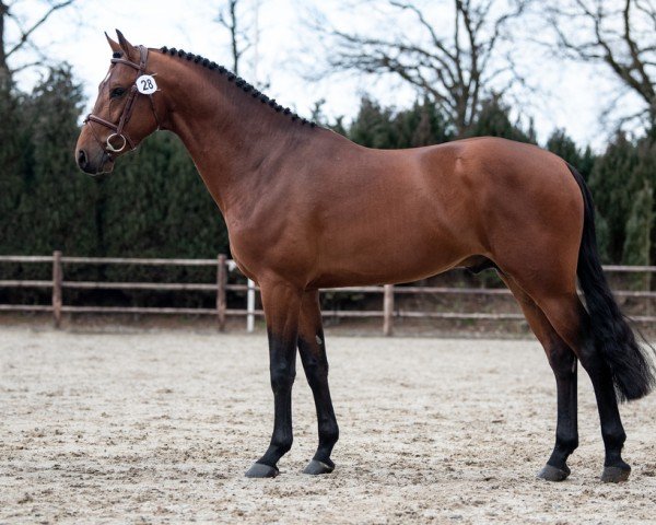 jumper Camiel Z (Zangersheide riding horse, 2018, from Comme il Faut)
