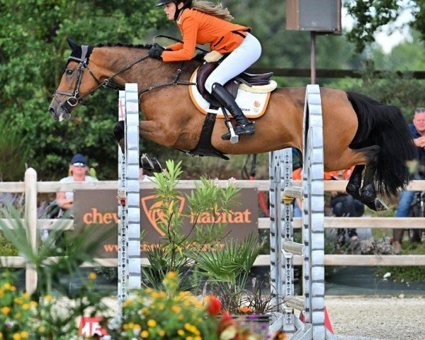 jumper Jk Horsetrucks Quanta Questa (Holsteiner, 2008, from Quidam de Revel)