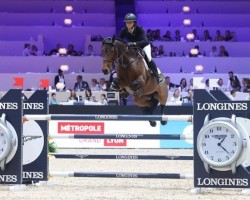 Springpferd Lafaletta (Holsteiner, 2012, von Lasino)
