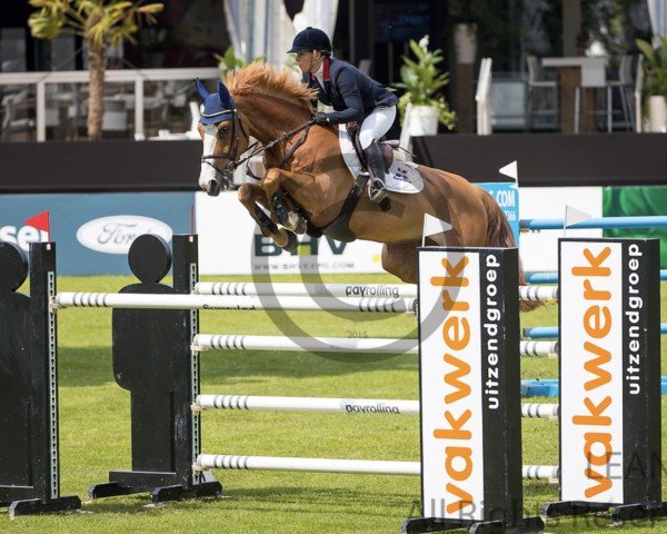 Springpferd Jk Horsetrucks Hopefull (Belgisches Warmblut, 2007, von Mr Blue)