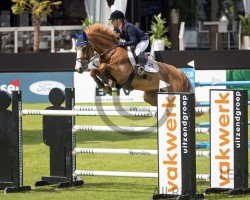Springpferd Jk Horsetrucks Hopefull (Belgisches Warmblut, 2007, von Mr Blue)