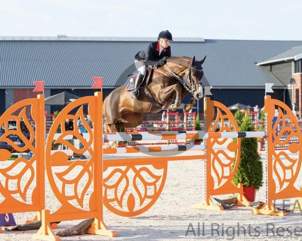 jumper Dagma (KWPN (Royal Dutch Sporthorse), 2008, from Tangelo van de Zuuthoeve)