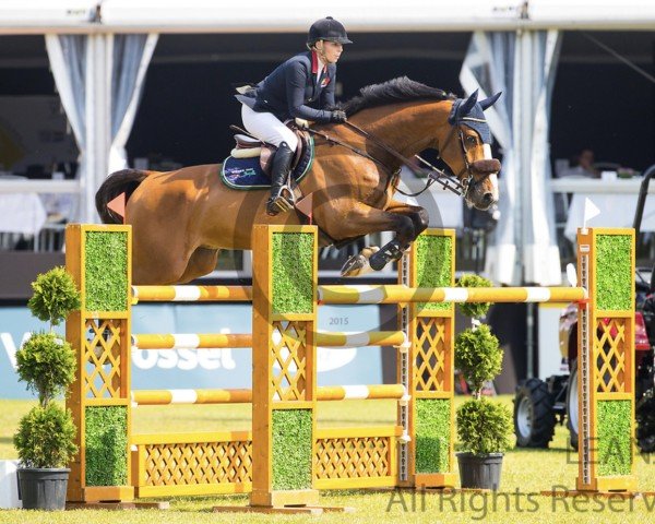 jumper Kamilo vd Broekkant (Belgian Warmblood, 2010, from Numero Uno)