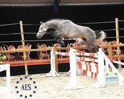 Springpferd Leasure Lendermen Jkh Z (Zangersheide Reitpferd, 2015, von Leasue Z)
