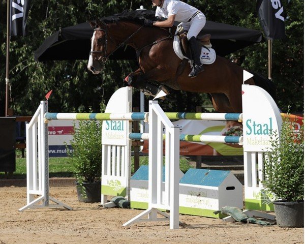 Springpferd Curlida Jk Horsetruchs Z (Zangersheide Reitpferd, 2010, von Cascon JK Horsetrucks Z)