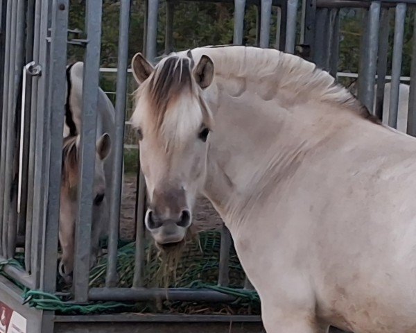 horse Trollgardens Rumi (Fjord Horse, 2022, from Rudsmo Rune)
