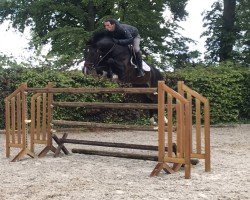 jumper Locardie JKH Z (Zangersheide riding horse, 2015, from Leasue Z)