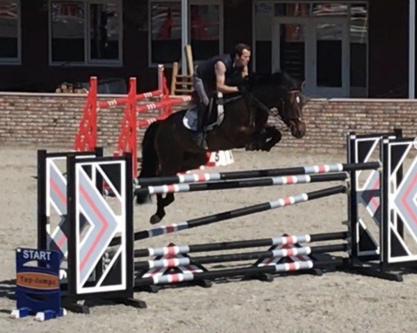 Springpferd Ladylover Jk Horsetrucks Z (Zangersheide Reitpferd, 2014, von Leasue Z)
