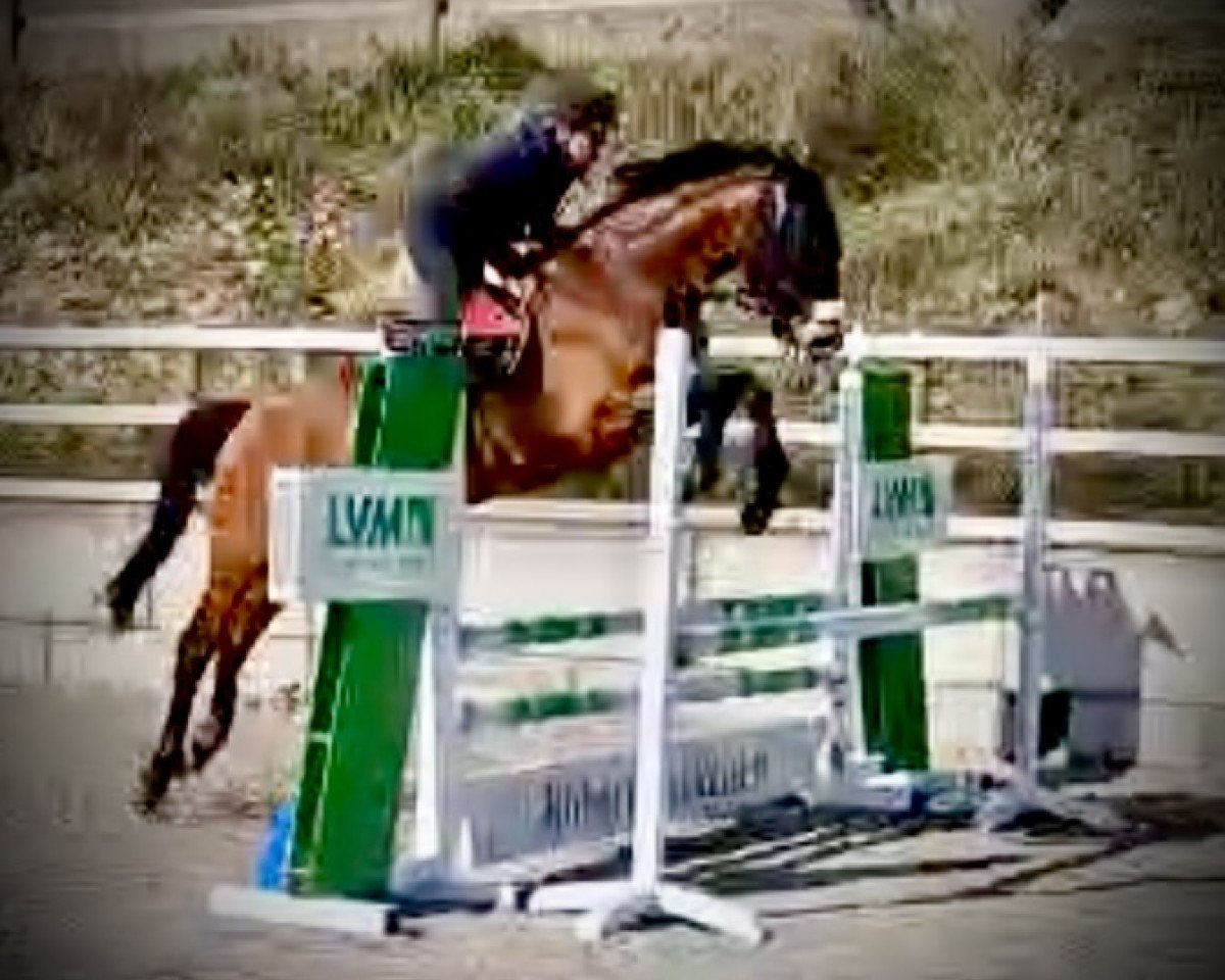 horse Stubbenhof's Chaccoco (German Warmblood, 2019, from Coreggio)