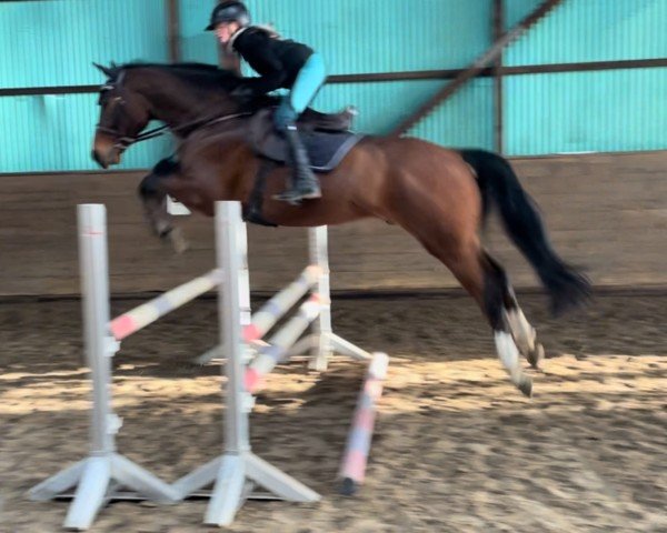 jumper Dauerbrenner M (Hanoverian, 2019, from Diacontinus)