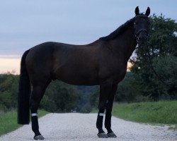 Springpferd Anuj (Polnisches Warmblut, 2011, von Rubinstern II)