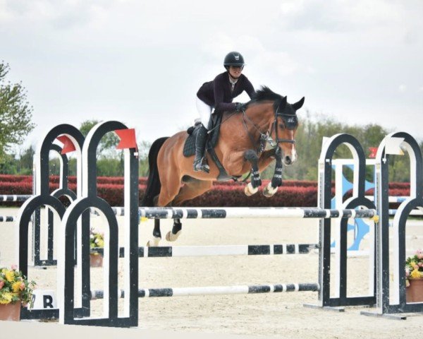 jumper El Chapo Z (Zangersheide riding horse, 2019, from Eldorado vd Zeshoek Tn)