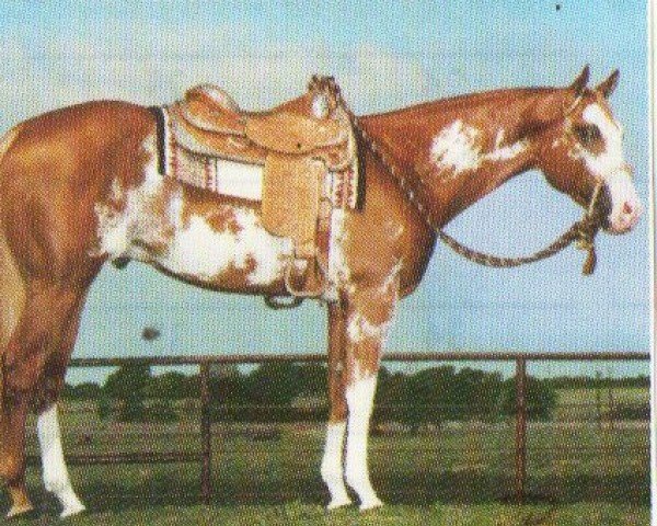 horse Zippos Sensation (Paint Horse, 1993, from Zippo Pine Bar)