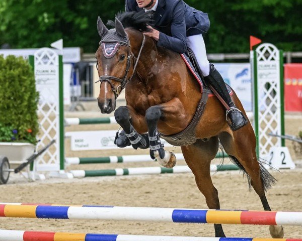 jumper Lola Vom Weihergut CH (Swiss Warmblood, 2019, from Balou Star)