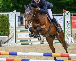 Springpferd Lola Vom Weihergut CH (Schweizer Warmblut, 2019, von Balou Star)