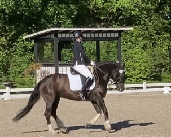dressage horse Hamsteritos (Freiberger, 2009, from Hésiano)