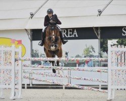 jumper Harley Z (Zangersheide riding horse, 2016, from Hemerald)