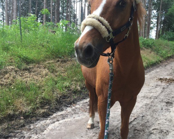 dressage horse Daimler 35 (German Riding Pony, 1998, from Dornik B)