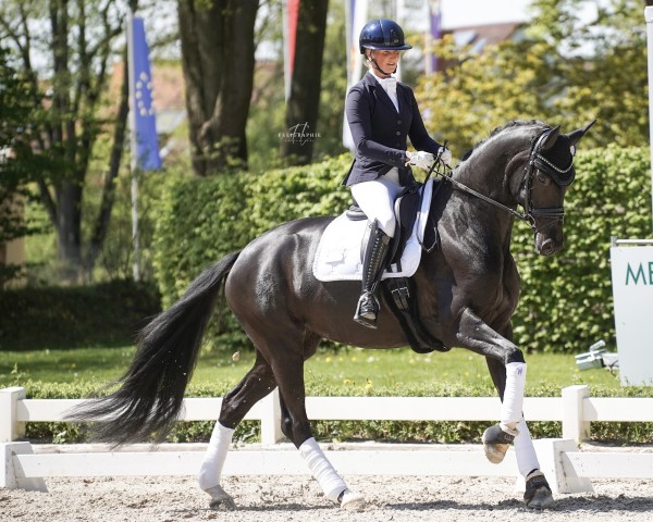 dressage horse Isipeasy (Oldenburg, 2019, from Asgard's Ibiza)