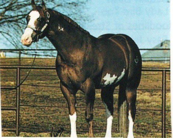 Pferd Titans Flit Too (Paint Horse, 1984, von Titans Flit)