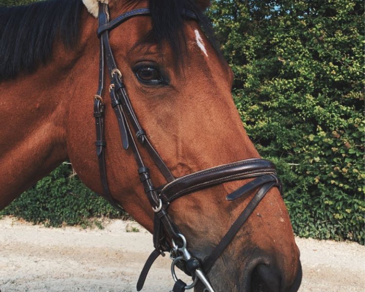 jumper Gunar van Wassenhove (Belgian Warmblood, 2006, from Clipper vd Begijnakker)