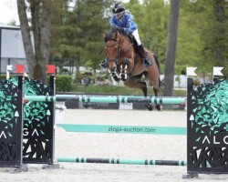 Springpferd Quina Dw (Belgisches Warmblut, 2016, von London)