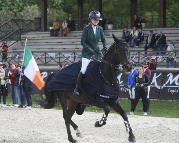 jumper Caddie Z (Zangersheide riding horse, 2015, from Cicero Z van Paemel)