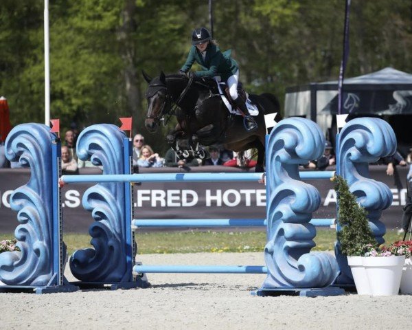 jumper Caddie Z (Zangersheide riding horse, 2015, from Cicero Z van Paemel)