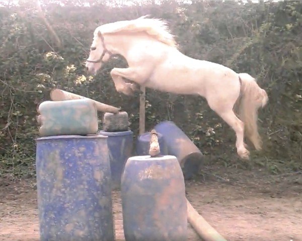 stallion Knockferry Cheeky Boots (Connemara Pony, 2002, from Moy Hazy Cove)