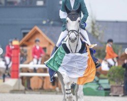 jumper Slieve Bloom Bella Rose (Irish Sport Horse, 2013, from Knockferry Cheeky Boots)
