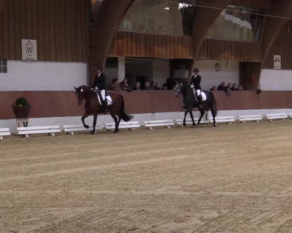 Krefeld - Reitanlage Kühnen, Junge-Pferde-Turnier 2014