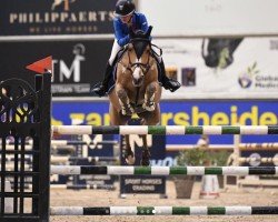 jumper Lexius E van het Juxschot (Belgian Riding Pony, 2007, from Eternity van de N.Ranch)