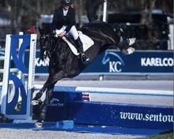 jumper Quintaira D Z (Zangersheide riding horse, 2015)