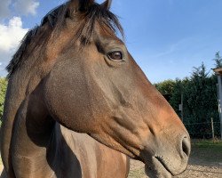 dressage horse Kalia my little Flake (Trakehner, 2013, from Windsor)