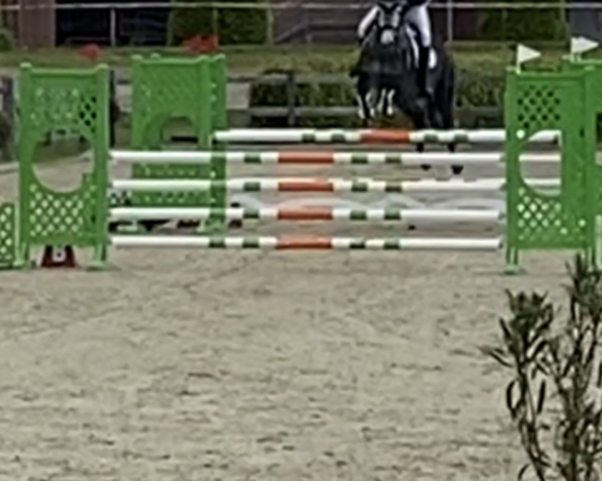 Springpferd Cypers Moneymaker (Holsteiner, 2014, von Cyper Space)