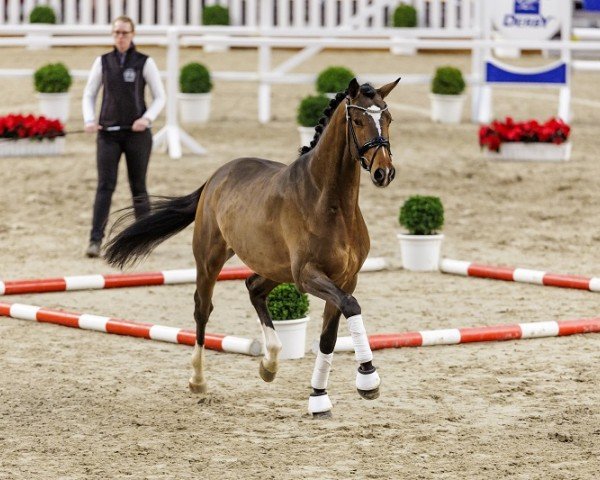 Dressurpferd Kanté (Trakehner, 2022, von Rheinglanz)