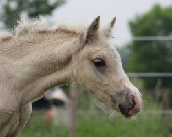 Dressurpferd Mr. Magoo K (Deutsches Reitpony, 2017, von FS Mr. Right)