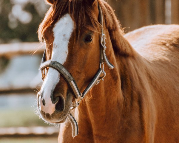 dressage horse Chablis Nobel (Austrian Warmblood, 2017, from Coal Diamond)