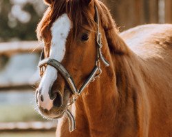 dressage horse Chablis Nobel (Austrian Warmblood, 2017, from Coal Diamond)