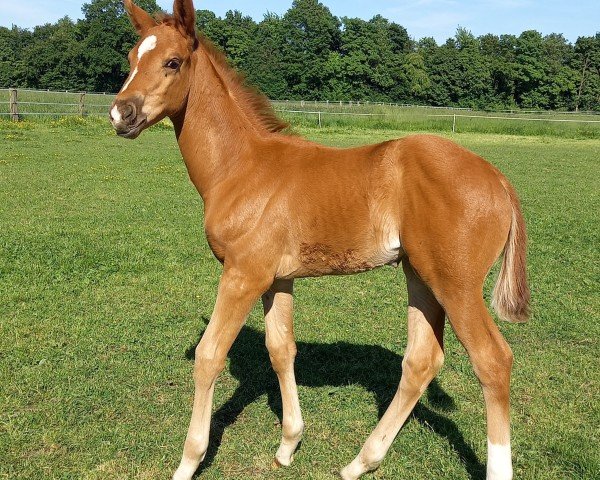 foal by Ella von Harzbeck (Rhinelander, 2025, from Erste Sahne)