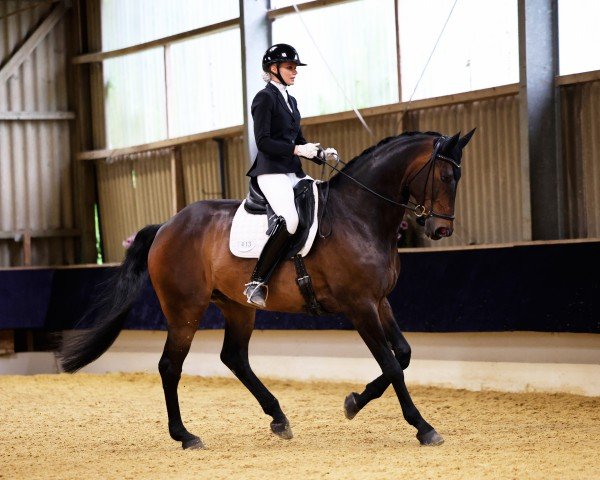Dressurpferd Goyatz 7 (Oldenburger, 2014, von Guardian)