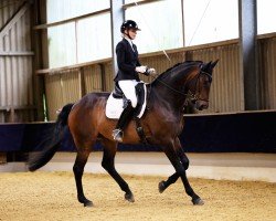dressage horse Goyatz 7 (Oldenburg, 2014, from Guardian)
