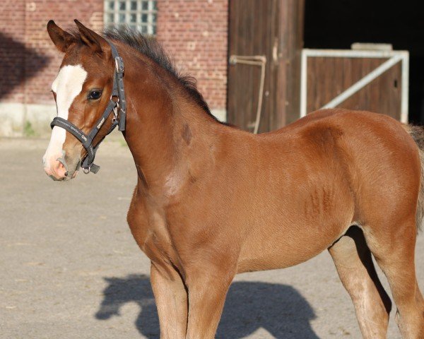 jumper Claristo 5 (Holsteiner, 2020, from Clarimo Ask)