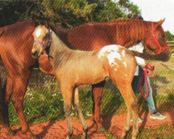 horse Roulettes Fox Girl (Appaloosa, 2004, from Skip A Roulette)