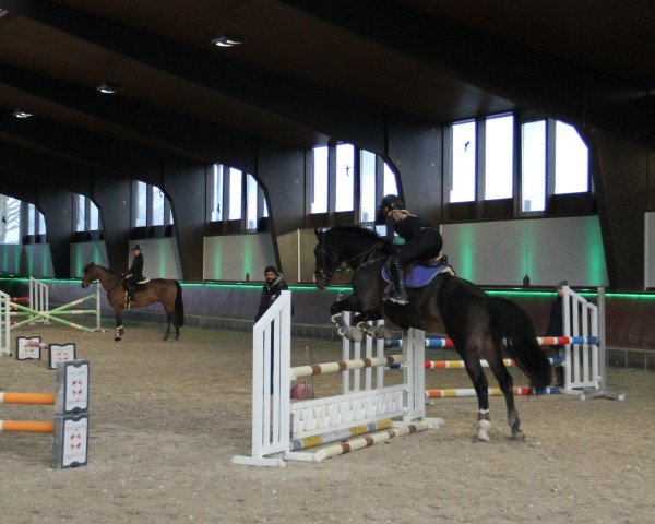 jumper Cupido con Cord (Holsteiner, 2012, from Cormint)
