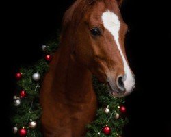 jumper Valentino 459 (German Riding Pony, 2017, from Nilantshoeve's Zippo)