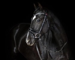 horse Aargaus Avanti (Hanoverian, 2012, from Aargau)