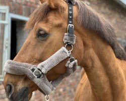 Springpferd Pretty Woman SS (Belgisches Warmblut, 2015, von Tangelo van de Zuuthoeve)